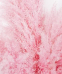 Pink Pampas Grass Seeds - 200 Seeds, Cortaderia Selloana Rosea, Outdoor - Image 10