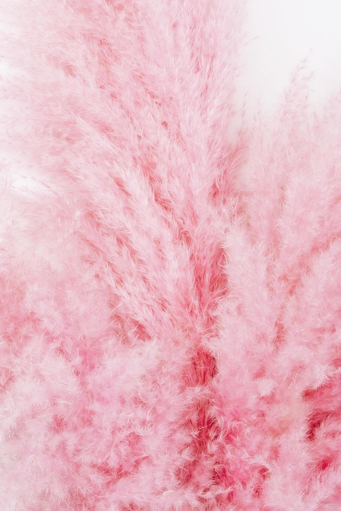 Pink Pampas Grass Seeds - 200 Seeds, Cortaderia Selloana Rosea, Outdoor - Image 10