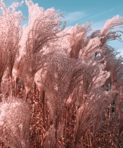 Pink Pampas Grass Seeds - 200 Seeds, Cortaderia Selloana Rosea, Outdoor - Image 11