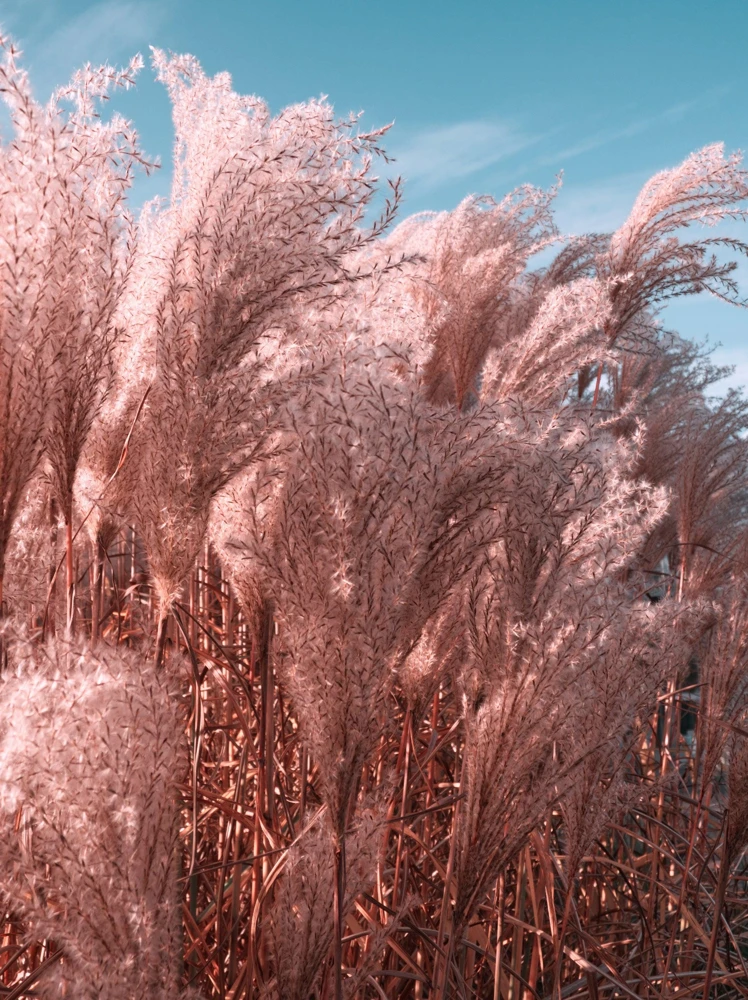 Pink Pampas Grass Seeds - 200 Seeds, Cortaderia Selloana Rosea, Outdoor - Image 11