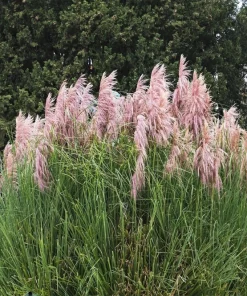 Pink Pampas Grass Seeds - 200 Seeds, Cortaderia Selloana Rosea, Outdoor - Image 2