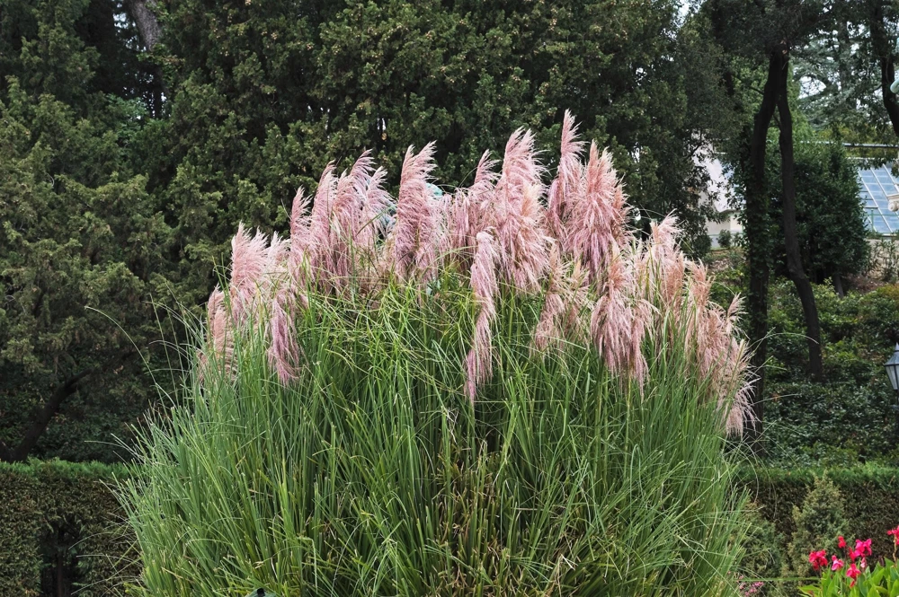 Pink Pampas Grass Seeds - 200 Seeds, Cortaderia Selloana Rosea, Outdoor - Image 2