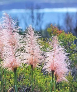 Pink Pampas Grass Seeds - 200 Seeds, Cortaderia Selloana Rosea, Outdoor - Image 3