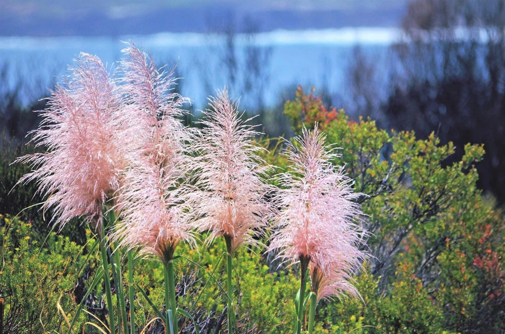 Pink Pampas Grass Seeds - 200 Seeds, Cortaderia Selloana Rosea, Outdoor - Image 3