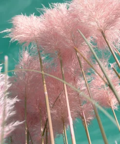 Pink Pampas Grass Seeds - 200 Seeds, Cortaderia Selloana Rosea, Outdoor - Image 4
