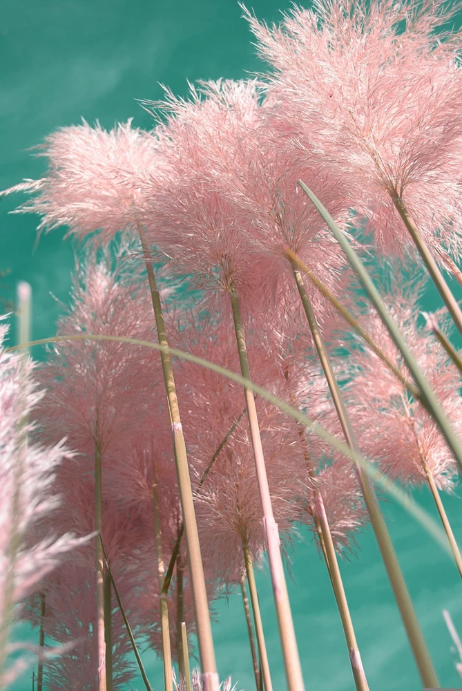 Pink Pampas Grass Seeds - 200 Seeds, Cortaderia Selloana Rosea, Outdoor - Image 4