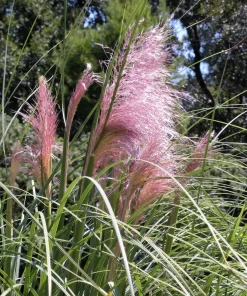 Pink Pampas Grass Seeds - 200 Seeds, Cortaderia Selloana Rosea, Outdoor - Image 5
