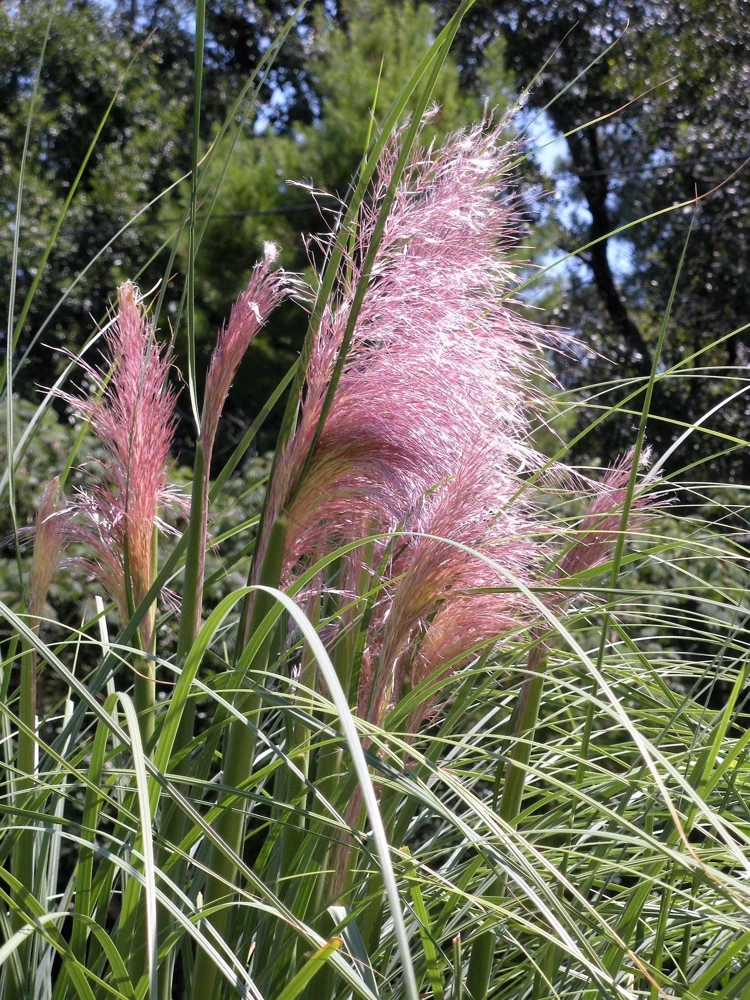 Pink Pampas Grass Seeds - 200 Seeds, Cortaderia Selloana Rosea, Outdoor - Image 5