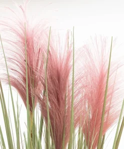 Pink Pampas Grass Seeds - 200 Seeds, Cortaderia Selloana Rosea, Outdoor - Image 6