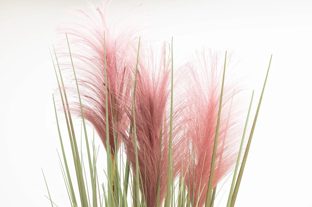 Pink Pampas Grass Seeds - 200 Seeds, Cortaderia Selloana Rosea, Outdoor - Image 6