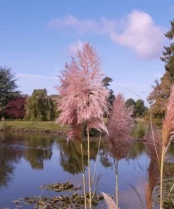Pink Pampas Grass Seeds - 200 Seeds, Cortaderia Selloana Rosea, Outdoor - Image 7