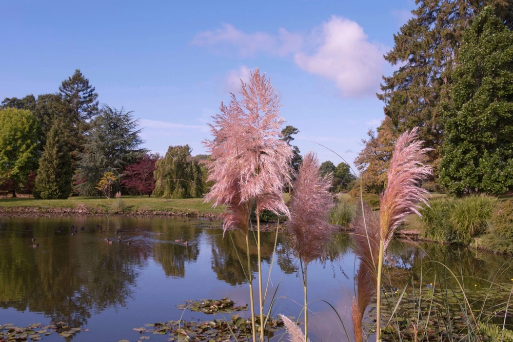 Pink Pampas Grass Seeds - 200 Seeds, Cortaderia Selloana Rosea, Outdoor - Image 7