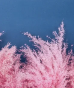 Pink Pampas Grass Seeds - 200 Seeds, Cortaderia Selloana Rosea, Outdoor - Image 8