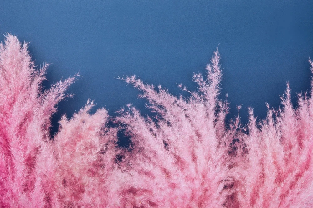 Pink Pampas Grass Seeds - 200 Seeds, Cortaderia Selloana Rosea, Outdoor - Image 8