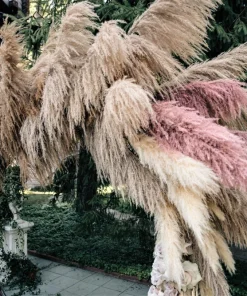 Pink Pampas Grass Seeds - 200 Seeds, Cortaderia Selloana Rosea, Outdoor - Image 9