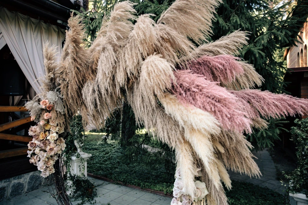 Pink Pampas Grass Seeds - 200 Seeds, Cortaderia Selloana Rosea, Outdoor - Image 9
