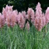 Pink Pampas Grass Seeds - 200 Seeds, Cortaderia Selloana Rosea, Outdoor - Image 1