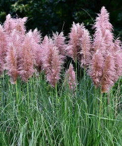 Pink Pampas Grass Seeds - 200 Seeds, Cortaderia Selloana Rosea, Outdoor - Image 1