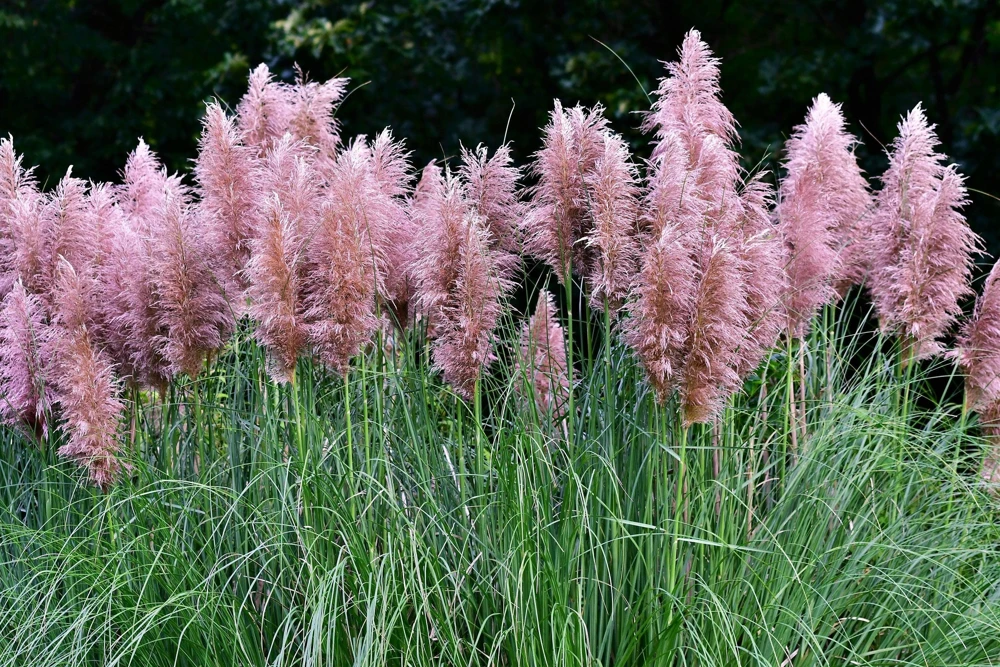 Pink Pampas Grass Seeds - 200 Seeds, Cortaderia Selloana Rosea, Outdoor - Image 1