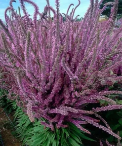 Pink Pokers Statice Seeds - Limonium Suworowii, 50 Seeds, Vibrant Dried Flower Blooms - Image 2