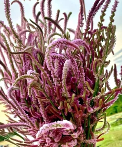 Pink Pokers Statice Seeds - Limonium Suworowii, 50 Seeds, Vibrant Dried Flower Blooms - Image 3