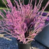 Pink Pokers Statice Seeds - Limonium Suworowii, 50 Seeds, Vibrant Dried Flower Blooms - Image 1