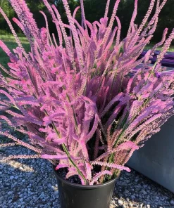 Pink Pokers Statice Seeds - Limonium Suworowii, 50 Seeds, Vibrant Dried Flower Blooms - Image 1