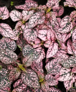 Pink Polka Dot Plant Seeds - Dwarf Hypoestes Phyllostachya - 10 Seeds - Image 10