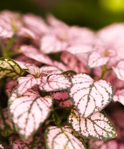 Pink Polka Dot Plant Seeds - Dwarf Hypoestes Phyllostachya - 10 Seeds - Image 2