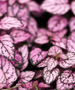 Pink Polka Dot Plant Seeds - Dwarf Hypoestes Phyllostachya - 10 Seeds - Image 3