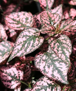 Pink Polka Dot Plant Seeds - Dwarf Hypoestes Phyllostachya - 10 Seeds - Image 4