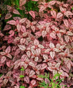 Pink Polka Dot Plant Seeds - Dwarf Hypoestes Phyllostachya - 10 Seeds - Image 5