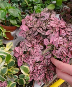 Pink Polka Dot Plant Seeds - Dwarf Hypoestes Phyllostachya - 10 Seeds - Image 6