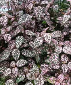 Pink Polka Dot Plant Seeds - Dwarf Hypoestes Phyllostachya - 10 Seeds - Image 7