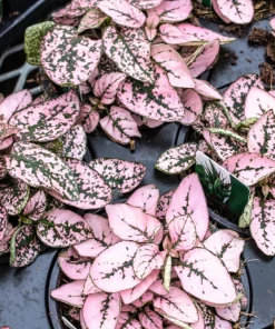 Pink Polka Dot Plant Seeds - Dwarf Hypoestes Phyllostachya - 10 Seeds - Image 8
