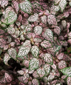 Pink Polka Dot Plant Seeds - Dwarf Hypoestes Phyllostachya - 10 Seeds - Image 9