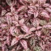 Pink Polka Dot Plant Seeds - Dwarf Hypoestes Phyllostachya - 10 Seeds - Image 1