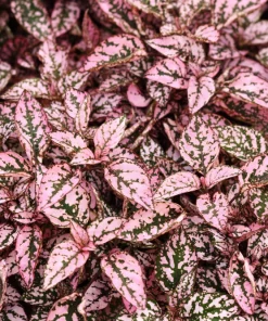 Pink Polka Dot Plant Seeds - Dwarf Hypoestes Phyllostachya - 10 Seeds - Image 1