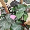 Pink Princess Philodendron Live Plant - Rare Variegated Houseplant - Image 1