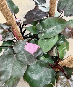 Pink Princess Philodendron Live Plant - Rare Variegated Houseplant - Image 1