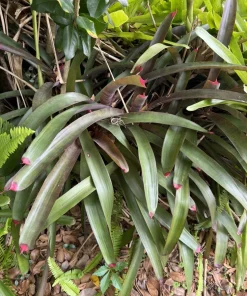 Pink & Purple Bromeliad Live Plant - Guzmania Tropical Houseplant - Image 2