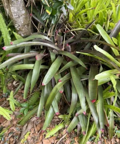 Pink & Purple Bromeliad Live Plant - Guzmania Tropical Houseplant - Image 3