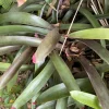 Pink & Purple Bromeliad Live Plant - Guzmania Tropical Houseplant - Image 1