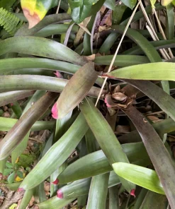 Pink & Purple Bromeliad Live Plant - Guzmania Tropical Houseplant - Image 1