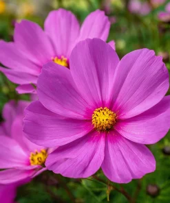 Pink Radiance Cosmos Seeds - 100 Count for Soft, Glowing Blooms - Image 2