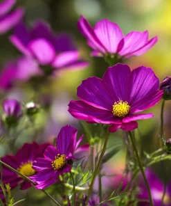 Pink Radiance Cosmos Seeds - 100 Count for Soft, Glowing Blooms - Image 3
