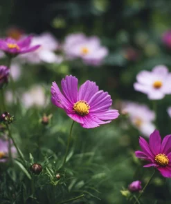 Pink Radiance Cosmos Seeds - 100 Count for Soft, Glowing Blooms - Image 4