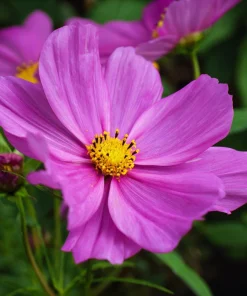 Pink Radiance Cosmos Seeds - 100 Count for Soft, Glowing Blooms - Image 5