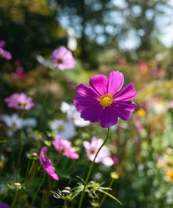 Pink Radiance Cosmos Seeds - 100 Count for Soft, Glowing Blooms - Image 6