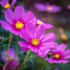 Pink Radiance Cosmos Seeds - 100 Count for Soft, Glowing Blooms - Image 1